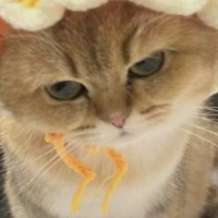 王朝密码